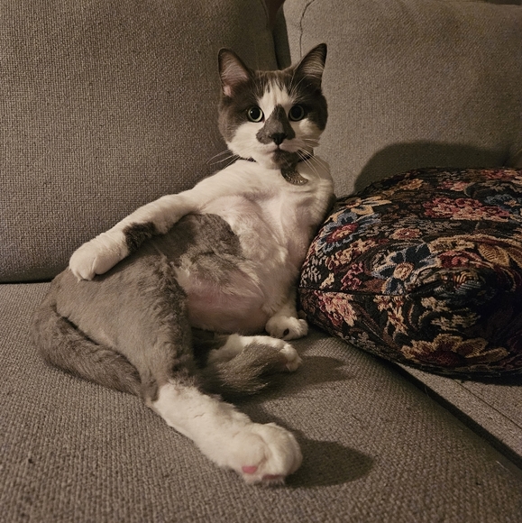 Cat - Picture 1 of 1